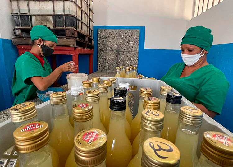 Una apuesta por “La esperanza pinareña” Cada una de las etapas en el proceso productivo se hace con la calidad requerida