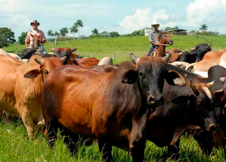 Potenciar en Pinar del Río el alimento que el pueblo necesita Una de las medidas que más impacto ha tenido en la población es la relacionada con la comercialización y autoconsumo de carne bovina. / Foto: ACN
