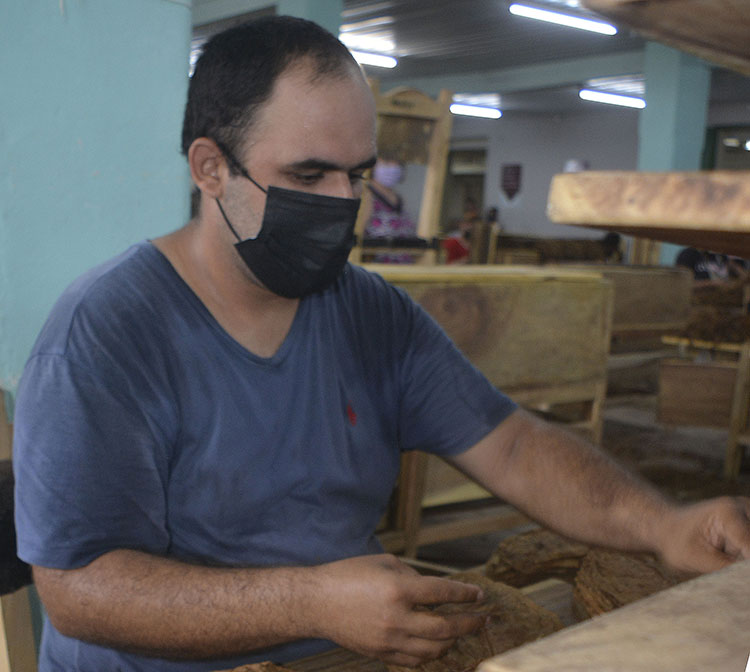 Amor por el tabaco en Pinar del Río Antes trabajó en varios lugares, pero en poco tiempo ya siente que pertenece al despalillo Niñita Valdés y ahí desea permanecer.