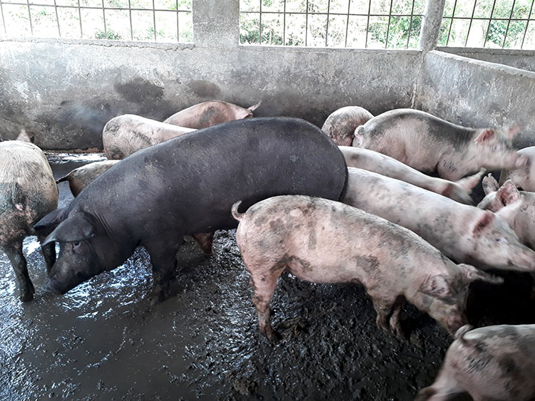Mujer que aún hace historia en Pinar del Río Ahora pretenden ampliar la producción porcina con la cría del cerdo ibérico.