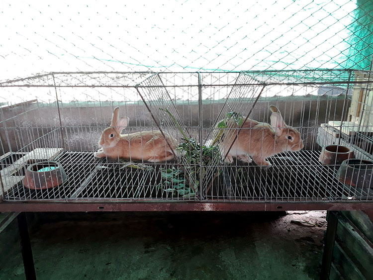 Mujer que aún hace historia en Pinar del Río Para la cría de conejos plantan piñón, titonia y morera.
