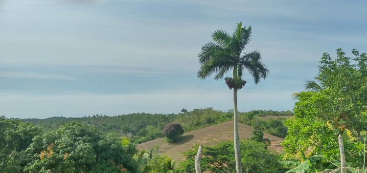 Provincia Pinar del Río: La Palma y su historia Reforestación en La Palma.
