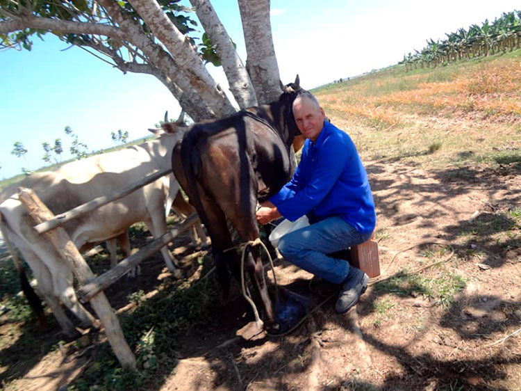 Educar la sensibilidad (I) Es obligación de las personas vinculadas a animales productivos y de trabajo evitar cualquier forma de maltrato y garantizar su bienestar en situaciones normales y de desastres