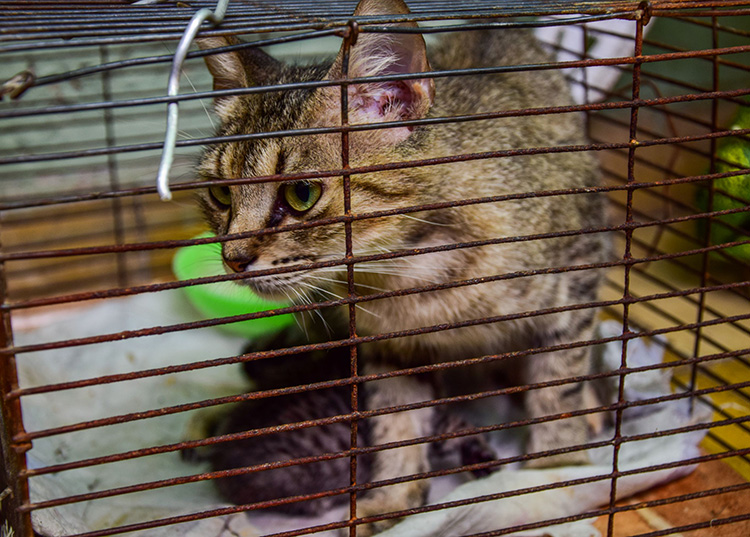 Un camino hacia el respeto (II y final) Además de garantizar las condiciones higiénico-sanitarias, entre otros aspectos, los tenedores o propietarios de animales están obligados a que dispongan de espacio suficiente para su movimiento. / Foto: Januar Valdés Barrios