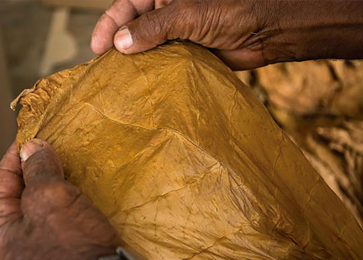 Tabacaleros en Pinar del Río cumplen y preparan próxima campaña hoja de tabaco