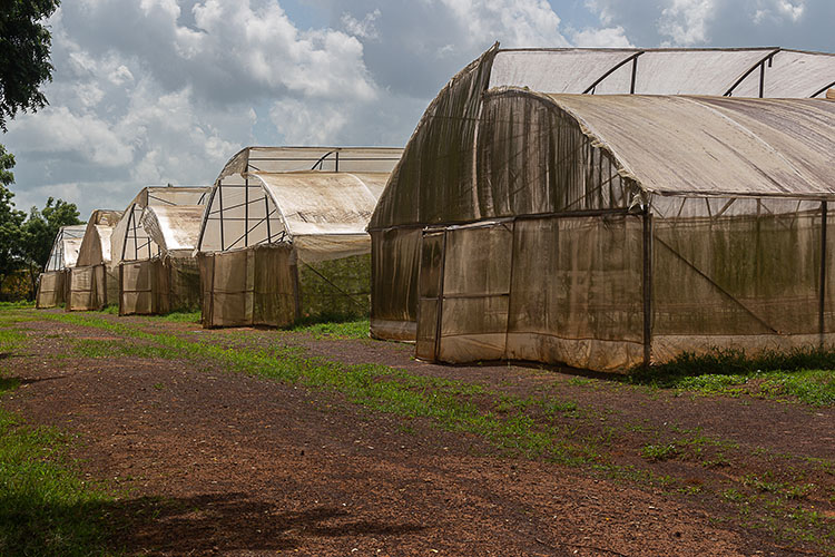 En casas de cultivo protegido producen el ají, aunque también incursionan en la modalidad a cielo abierto