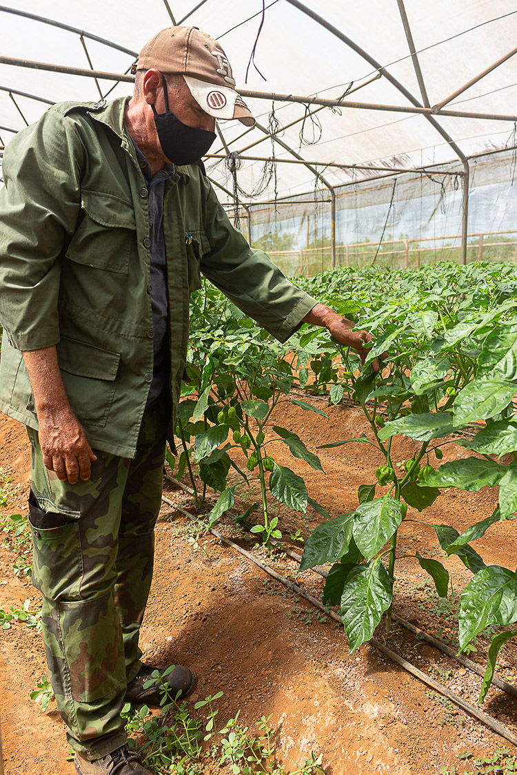 El Moncada es hoy en Pinar del Río El 80 por ciento del ají picante que se produce en la UEB Casas de Cultivo de Cubaquivir es exportable.