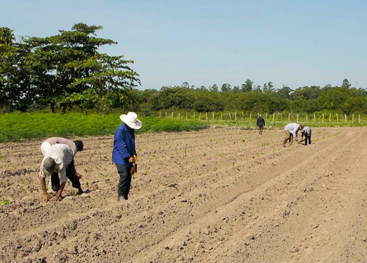 Por nuevas victorias en Pinar del Río Garantizar el alimento animal para las distintas especies y de acuerdo a la capacidad es el pilar de la sustentabilidad del módulo pecuario. / Foto: Pedro Paredes Hernández