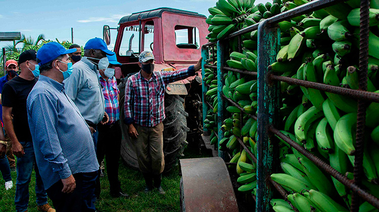Valdés Mesa en Pinar del Río: multiplicar rendimientos agrícolas desde la planificación e integración (+Fotos) Valdés Mesa: multiplicar rendimientos agrícolas desde la planificación e integración (+Fotos)