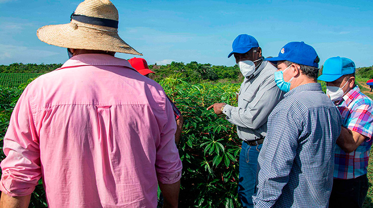 Valdés Mesa en Pinar del Río: multiplicar rendimientos agrícolas desde la planificación e integración (+Fotos) Valdés Mesa en Pinar del Río: multiplicar rendimientos agrícolas desde la planificación e integración (+Fotos)