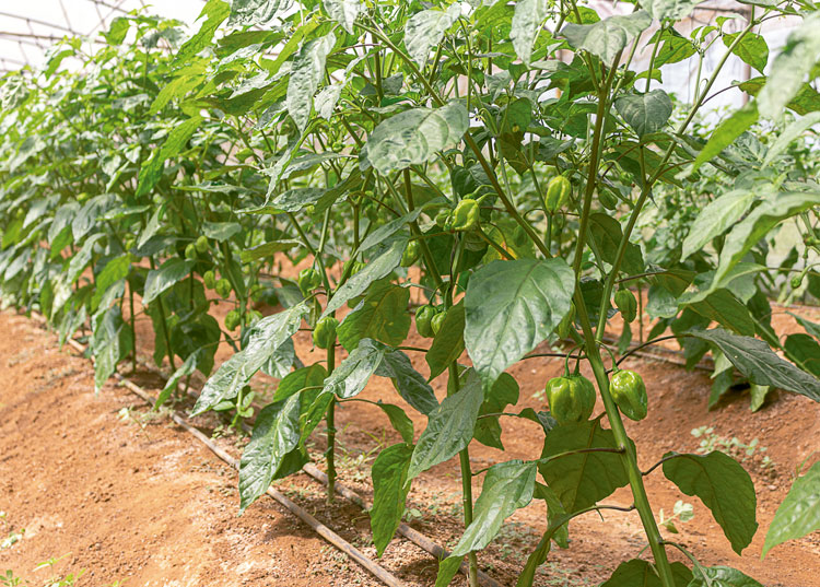Apuesta por la exportación en Pinar del Río El ingeniero Manuel Seruto López refiere que los rendimientos que alcanzan en la producción de ají picante están sobre la media del país con cerca de 43 toneladas por hectárea.