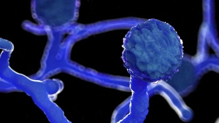 ¿Qué es la mucormicosis u hongo negro? Esporas del hongo negro