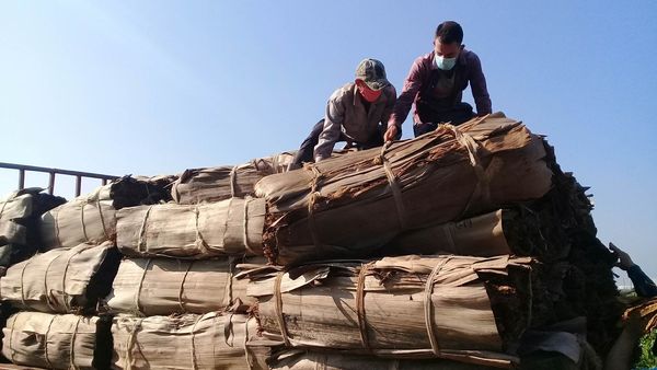Pinar del Río se prepara para el embate de Ida tabaco