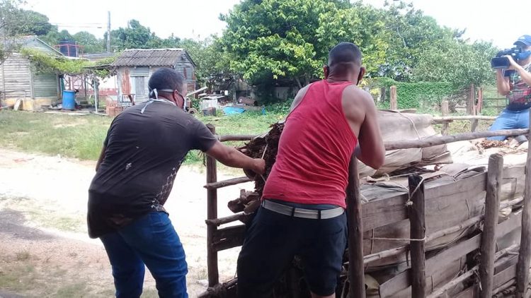 trabajadores de la UEB de Las Ovas 3