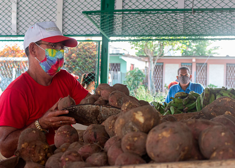 El camino certero de la comercialización agropecuaria en Pinar del Río Diógenes Ramos Duarte era anteriormente dependiente en el mercado del “Llamazares”. Ante los beneficios salariales de la nueva política decidió incorporarse al establecimiento gestionado por la Empresa de Tabaco Pinar del Río