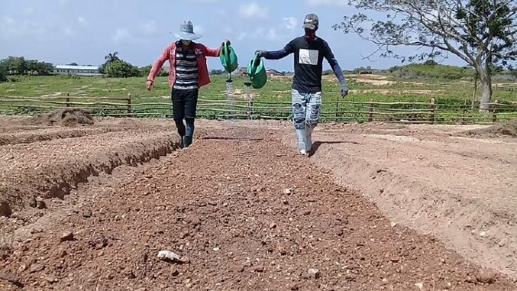 Comenzó en Pinar del Río riega de semilleros de tabaco Riega de semilleros de tabaco.