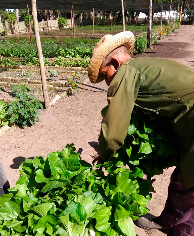 Un colectivo grande en conciencia en Pinar del Río Los trabajadores del Tranquilino Sandalio de Noda son referentes en la producción de alimentos / Foto: Cortesía del Centro