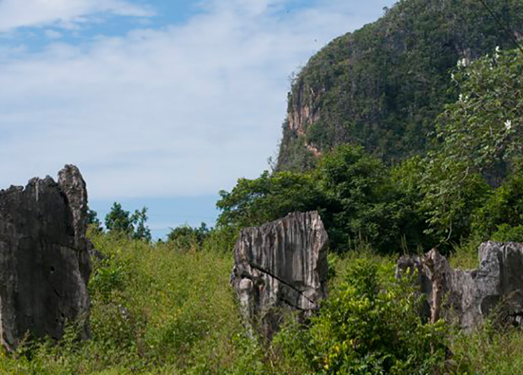 Geoparque Viñales, una experiencia natural más profunda y otra puerta al desarrollo local Probables pilares de una caverna cuyo techo se desplomó por procesos erosivos, junto a la carretera que atraviesa el abra de Dos Hermanas. / Foto: Deny Extremera/ Cubadebate.
