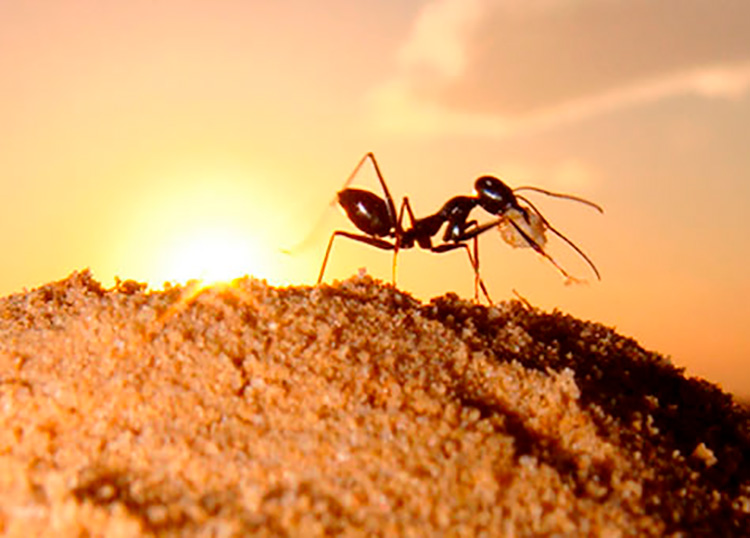 Los animales también nos sorprenden Hormigas