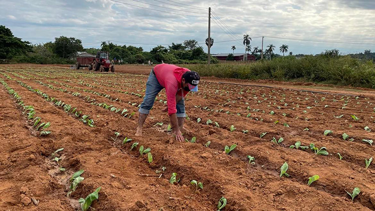 Intensifican en Pinar del Río la siembra de tabaco y cultivos varios Siembra en la finca familiar La Julia