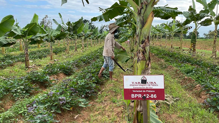 Intensifican en Pinar del Río la siembra de tabaco y cultivos varios Siembra en la finca familiar La Julia