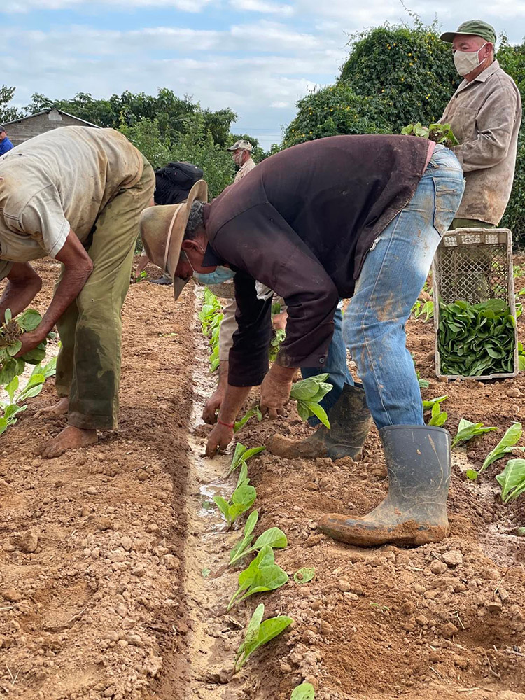 Intensifican en Pinar del Río la siembra de tabaco y cultivos varios Siembra en la finca familiar La Julia