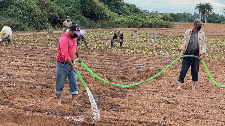 Intensifican en Pinar del Río la siembra de tabaco y cultivos varios Siembra en la finca familiar La Julia