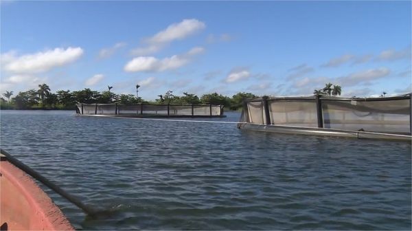 Provincia Pinar del Río: Los Palacios y su historia La Unidad Empresarial de Base Alevinaje La Juventud.