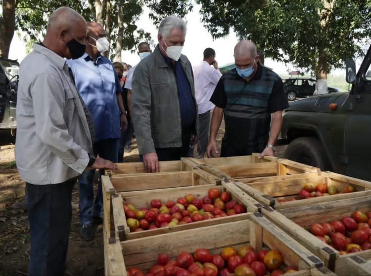 El Presidente cubano Miguel Díaz-Canel Bermúdez conoció sobre las acciones que se realizan desde el pasado mes de octubre para recuperar áreas que permitan incrementar la producción de alimentos para la población.