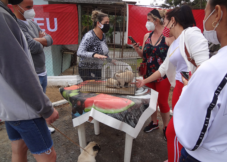 Una feria por el bienestar animal en Pinar del Río Una feria por el bienestar animal