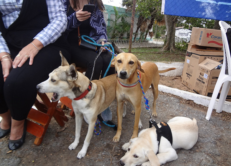 Una feria por el bienestar animal en Pinar del Río Una feria por el bienestar animal
