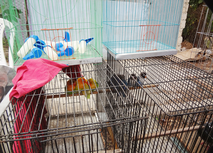 Una feria por el bienestar animal en Pinar del Río Una feria por el bienestar animal