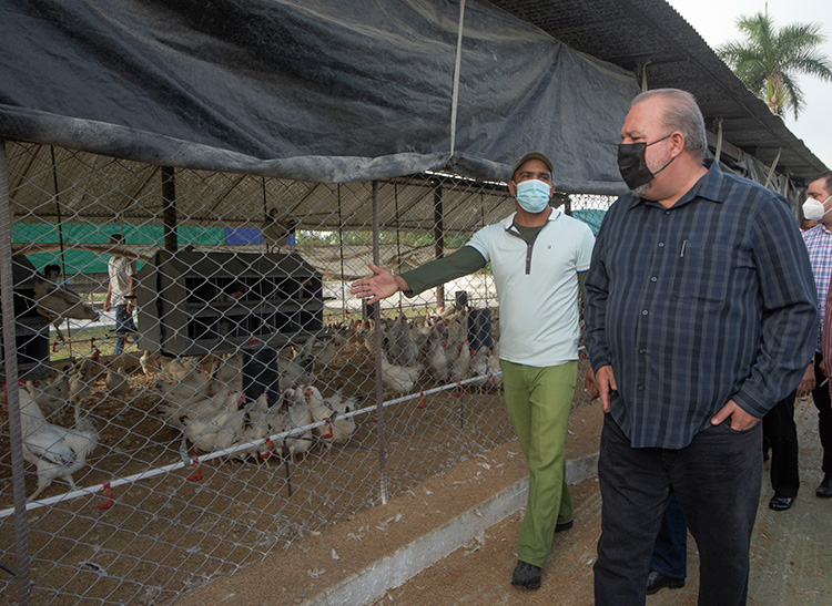 Recorrió primer ministro de Cuba sitios de interés económico y social en Los Palacios La alimentación, incremento de la masa y acopio diario de huevos de fueron algunos de los aspectos en los que se mostró interesado Marrero Cruz con respecto a la variedad de pollos cameros. / Foto: Pedro Paredes Hernández