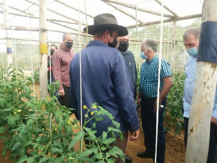 En Viñales Marrero Cruz recorrió áreas de la finca La Esperanza, dedicada a los cultivos varios y sobresale por la producción de variedades de tomate y frijol. 