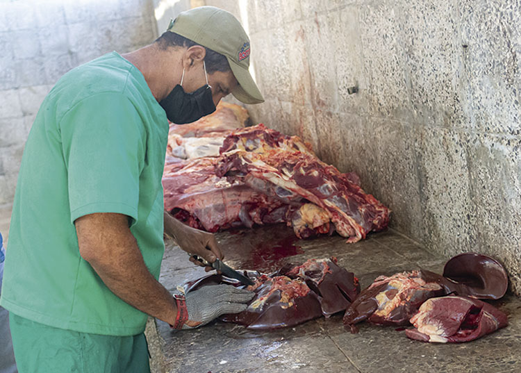 Un año duro para la agricultura en Pinar del Río El sacrificio de ganado vacuno y el expendio de las carnes a productores que cumplan los requisitos establecidos fue una de las medidas de mayor impacto durante el año.