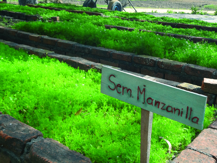 Una mirada a la finca de Plantas medicinales