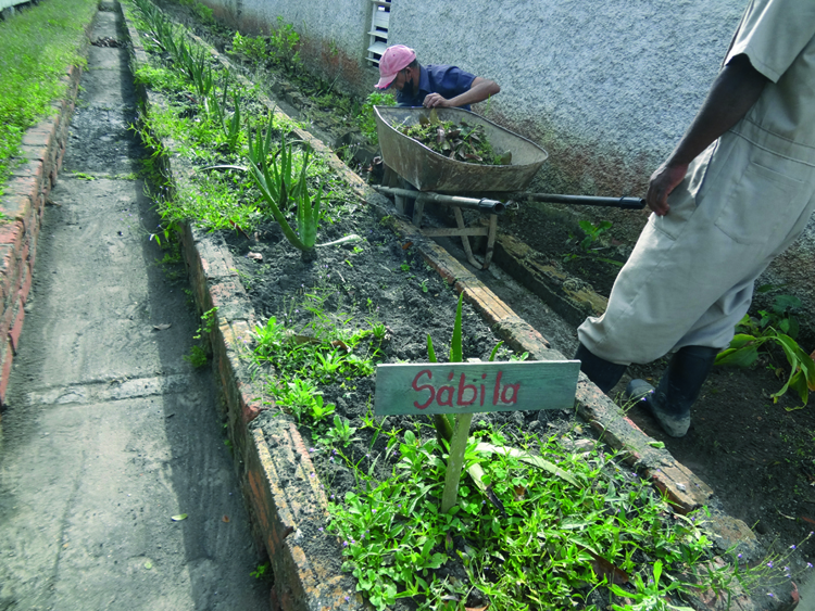 Una mirada a la finca de Plantas medicinales