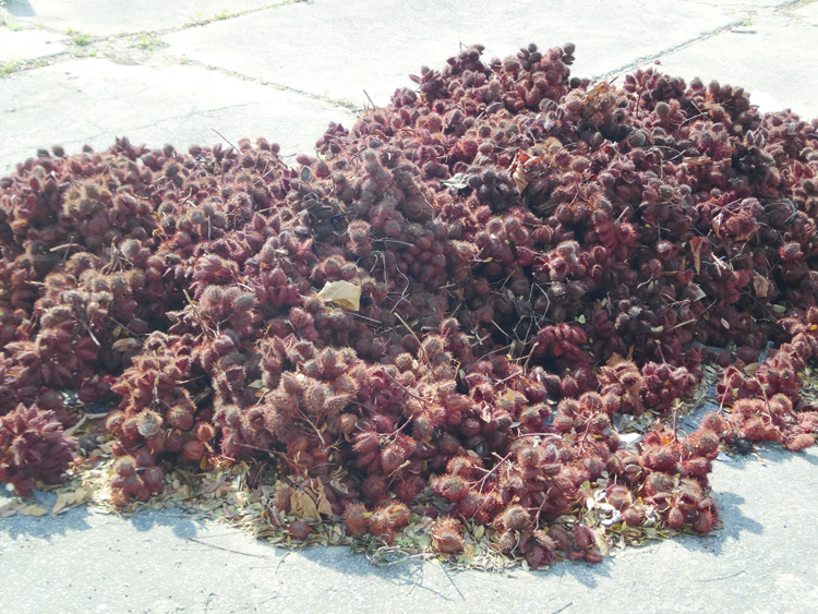 Una mirada a la finca de Plantas medicinales