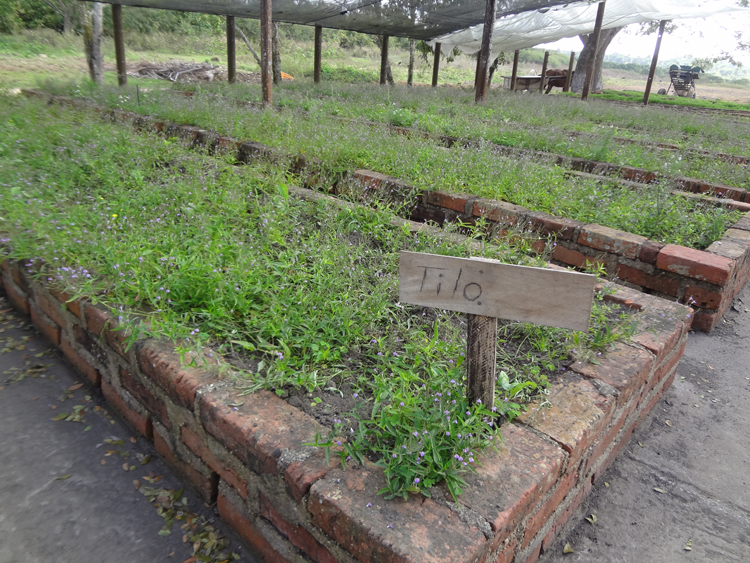 Una mirada a la finca de Plantas medicinales