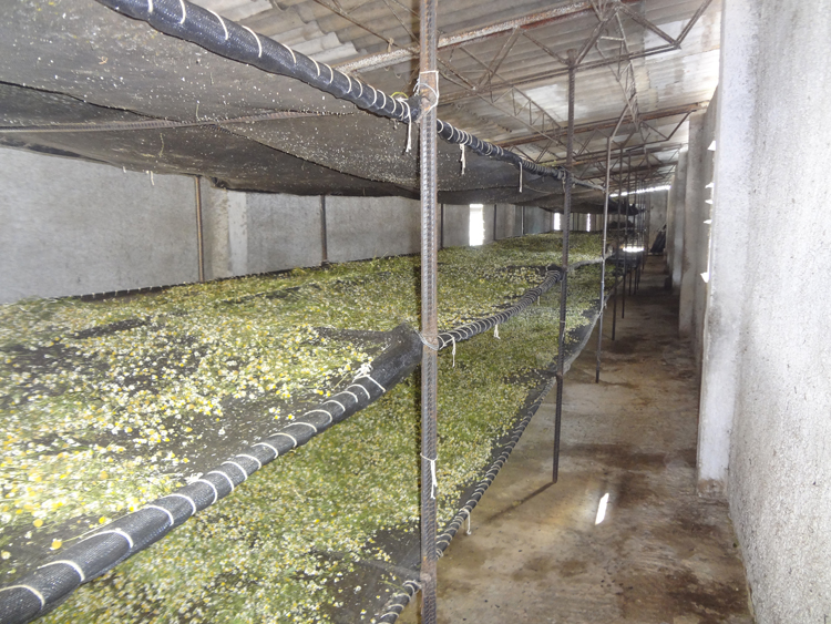 Una mirada a la finca de Plantas medicinales