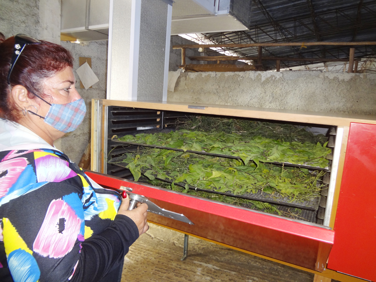 Una mirada a la finca de Plantas medicinales