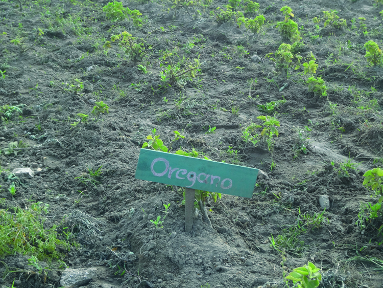 Una mirada a la finca de Plantas medicinales