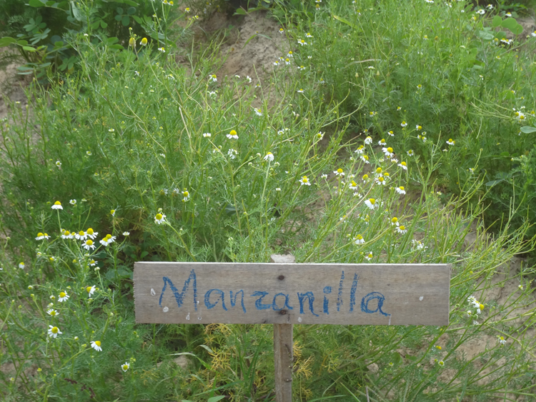 Una mirada a la finca de Plantas medicinales