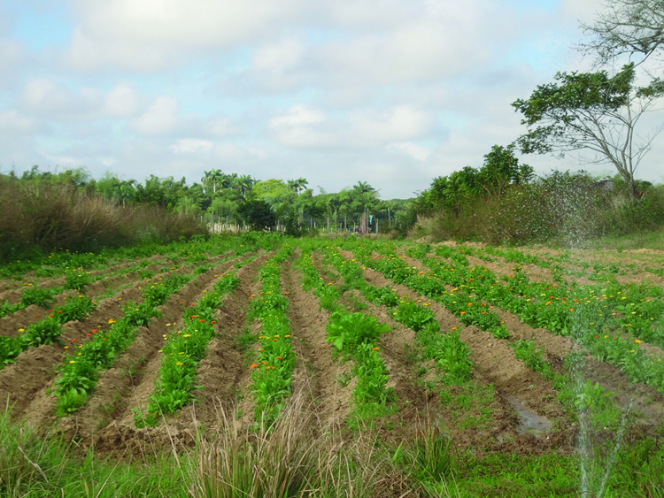 Una mirada a la finca de Plantas medicinales