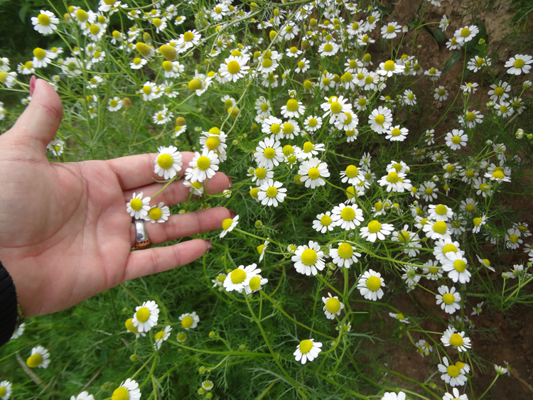Una mirada a la finca de Plantas medicinales