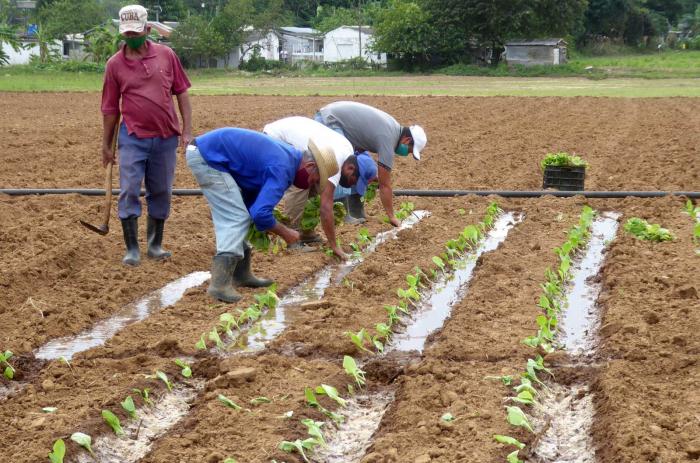 En Pinar del Río extienden nuevas variedades de tabaco Siembra de tabaco en San Juan y Martínez