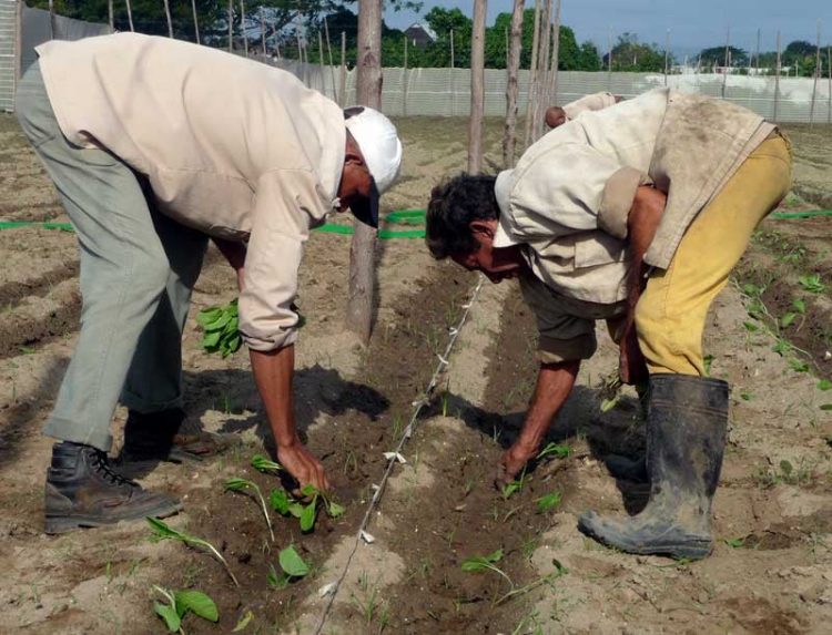 En Pinar del Río extienden nuevas variedades de tabaco siembra de tabaco en san juan