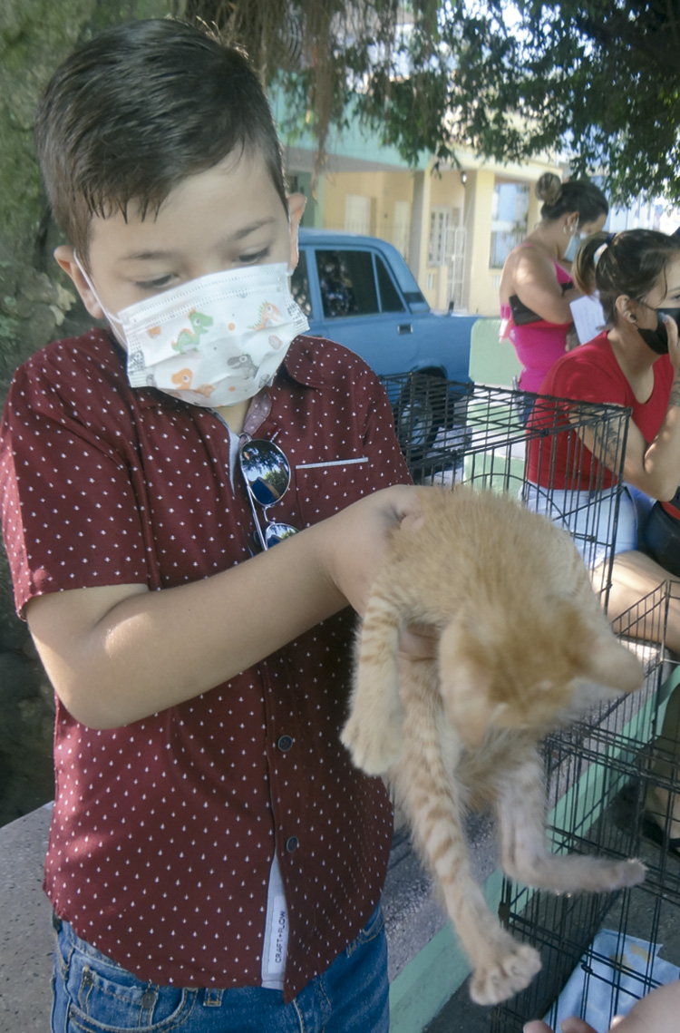Materializar el bienestar animal en Pinar del Río Fabio adoptó a uno de los gaticos que buscaban un hogar en la feria del pasado sábado / Foto: Tania Pérez Mollinedo