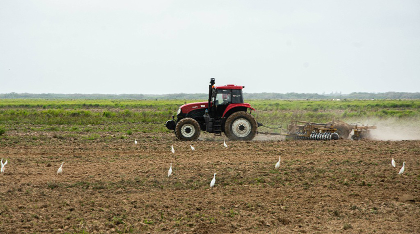 Inician arroceros en Pinar del Río cosecha de la campaña de frío Preparación de tierras para la campaña de primavera del arroz, en áreas de la Cooperativa de Créditos y Servicios 26 de julio de Consolación del Sur, en Pinar del Río