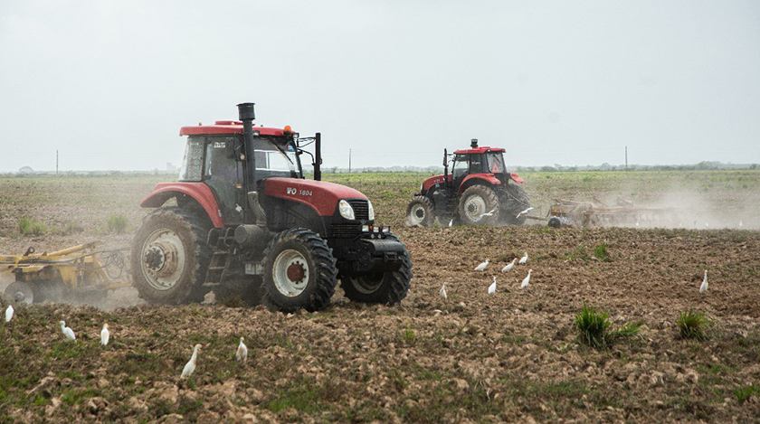 Inician arroceros en Pinar del Río cosecha de la campaña de frío Preparación de tierras para la campaña de primavera del arroz, en áreas de la Cooperativa de Créditos y Servicios 26 de julio de Consolación del Sur, en Pinar del Río